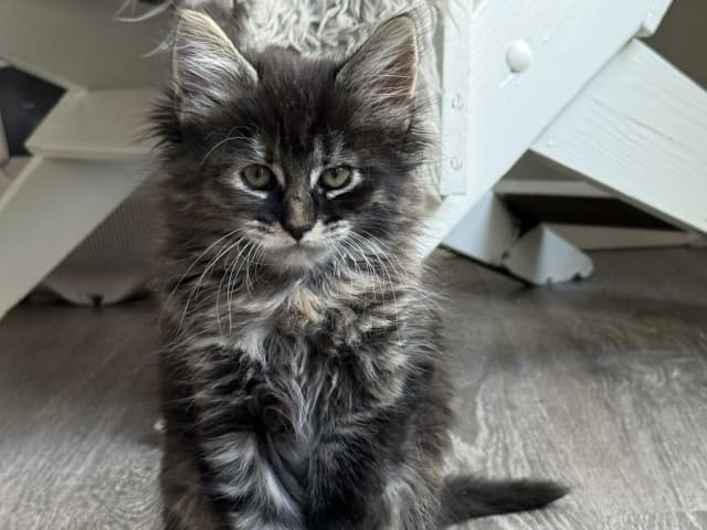 Blandras långhåriga main Coon Norskskogskatt  korthåriga bondkatt Norskskogskatt · Solna · Victoria A.