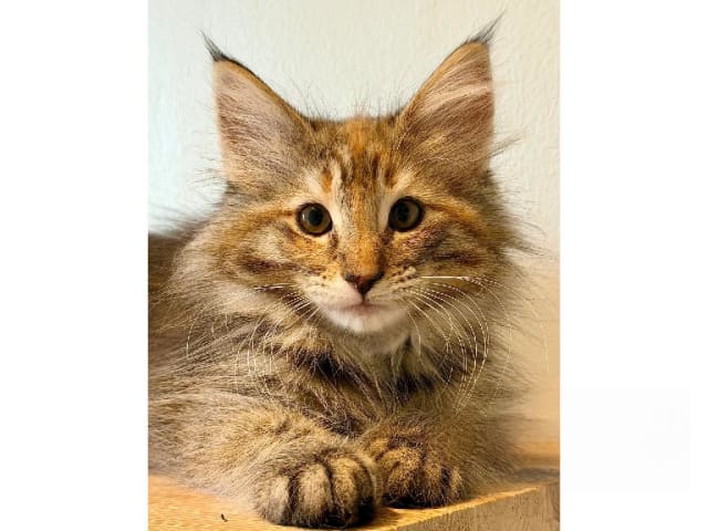 Norwegian Forest · Trelleborg · S*Livsnjutarna's