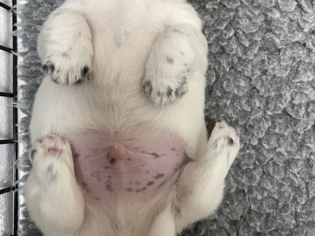 Jack russell terrier · Varberg · Kennel Beldio’s