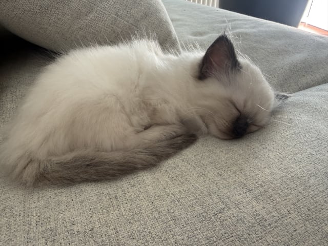 Ragdoll · Skellefteå · Johanna E.