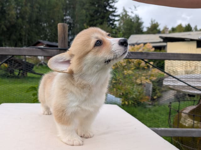 Welsh corgi pembroke