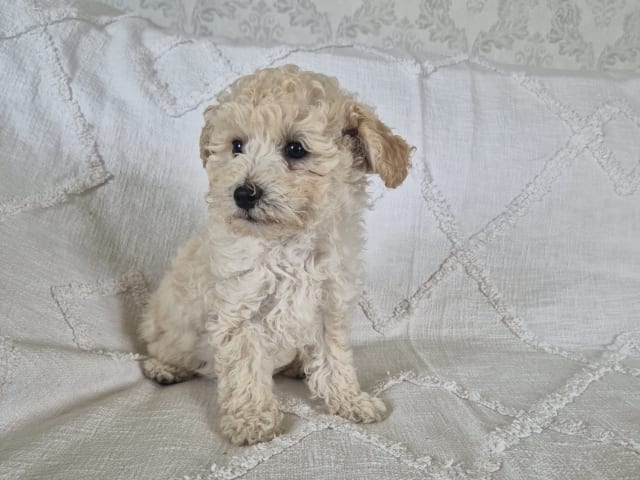 Maltipoo · Hässleholm · Daniela K.