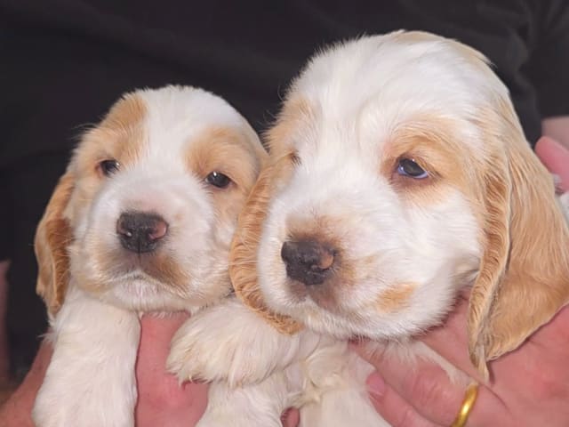 Cocker Spaniel · Södertälje · Savanah B.