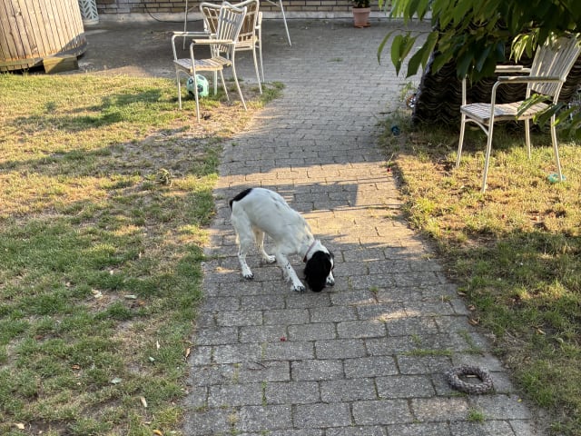 Cocker spaniel · Silkeborg · Casper B.