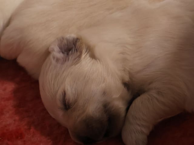 Golden retriever