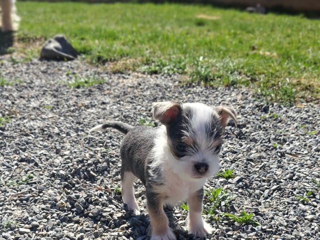Yorkie malteser shi tzu og chih blanding · Hønefoss · Linda Regine Hauge S.