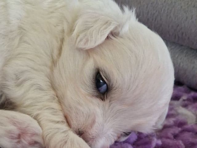 Coton de tulear · Västerljung · River Lake's