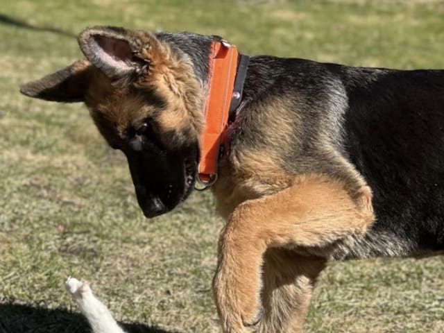German Shepherd Dog