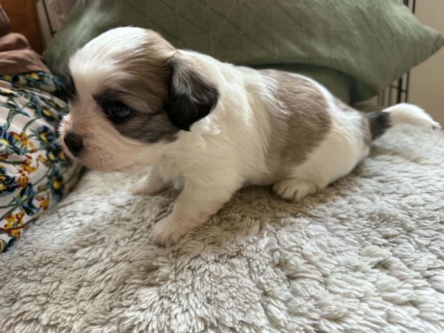 Mix - Maltese/Shih Tzu/Lhasa Apso · Malmö · Kristina Petkovska L.