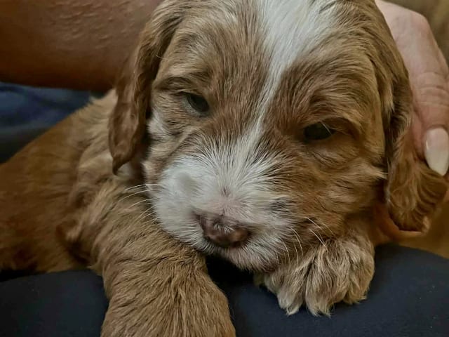 Labradoodle