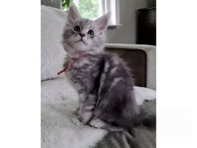 Maine Coon · Glanshammar · SE*Trollius New Moon