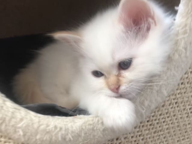 Birman