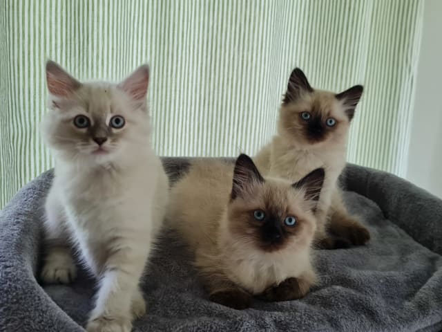 Ragdoll/Neva masquerade · Alunda · Annika S.