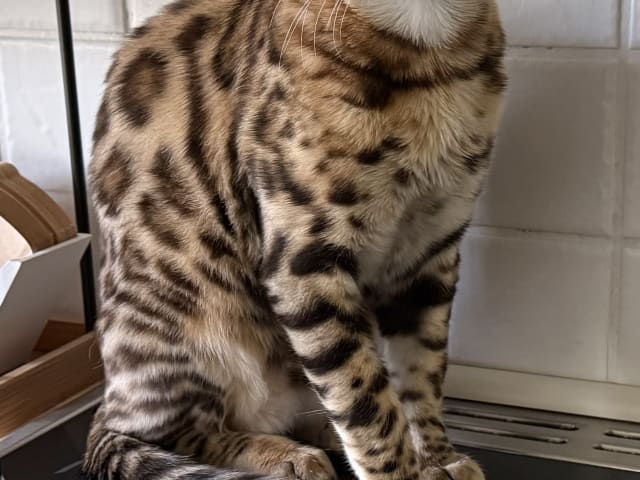 Bengal