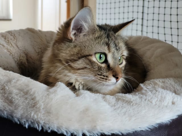 Maine Coon · Västra Frölunda · Dagdrivarn