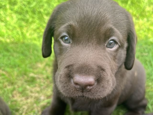 Labrador Retriever · Tørring · Katrine Regine Riis Algreen Lind, Henrik Lind