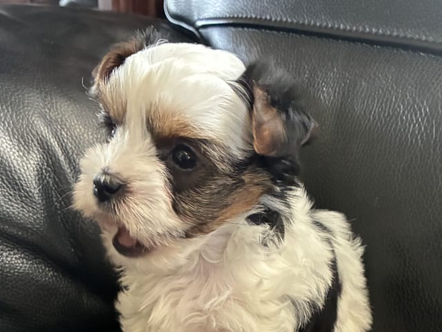 Biewer Terrier