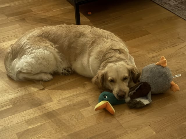 Golden Retriever · Linköping · Hanna B.