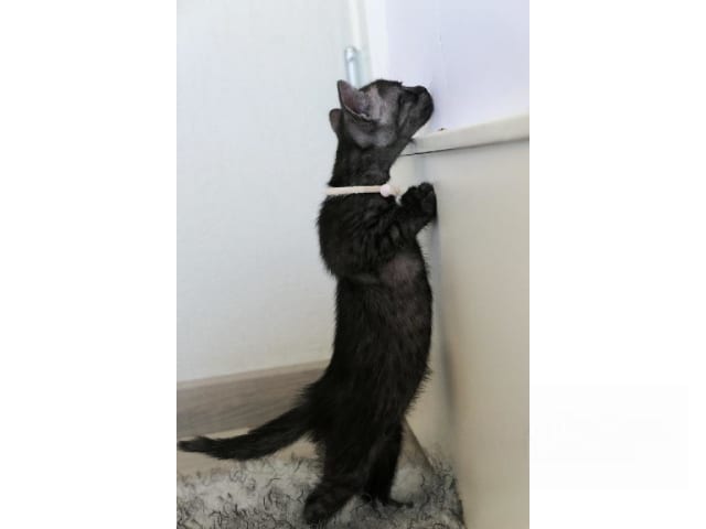 Egyptian Mau · Järfälla · SE*Mjako