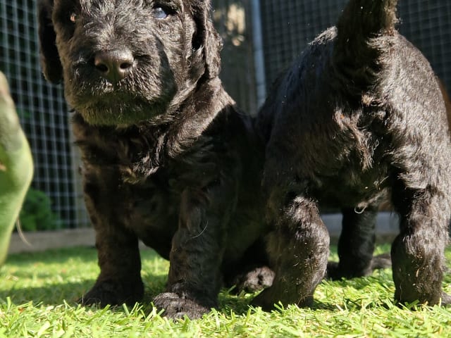 Double Doodle · Borås · Smith Labradoodles