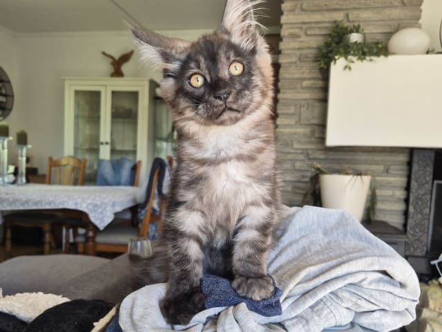 Maine Coon · Hokksund · N Eikerskogens