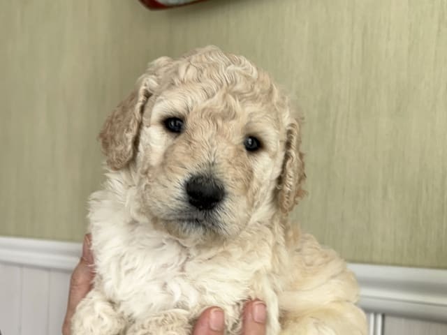 Labradoodle