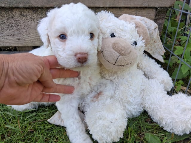 Perro de Agua Espanol · Julita · Calmigos