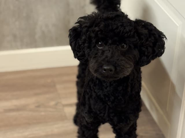 Toy Poodle