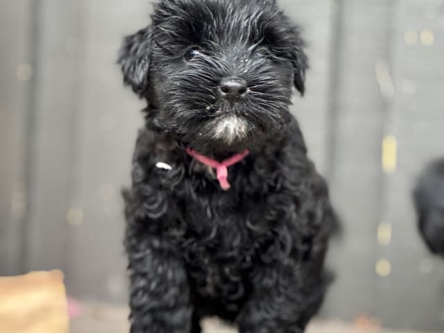 Tibetan Terrier