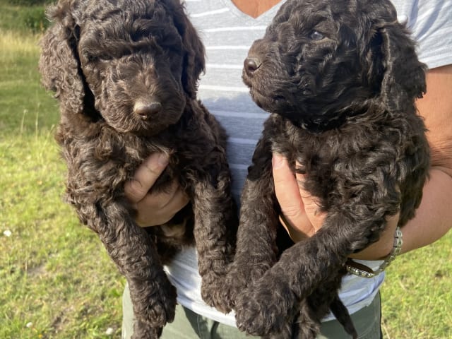 Labradoodle