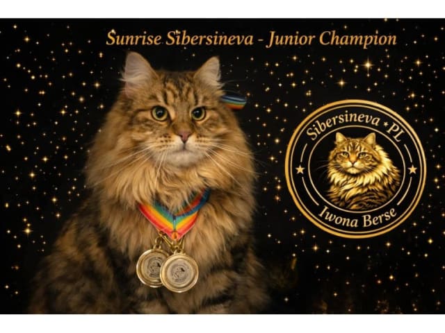 Sibirisk katt · Hofors · SE*Fazette's