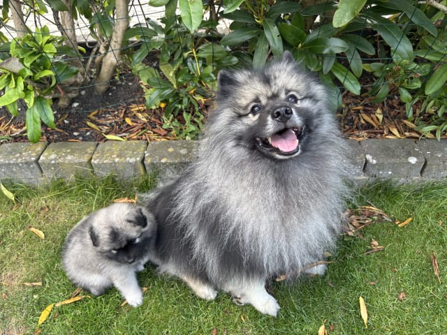 Keeshond