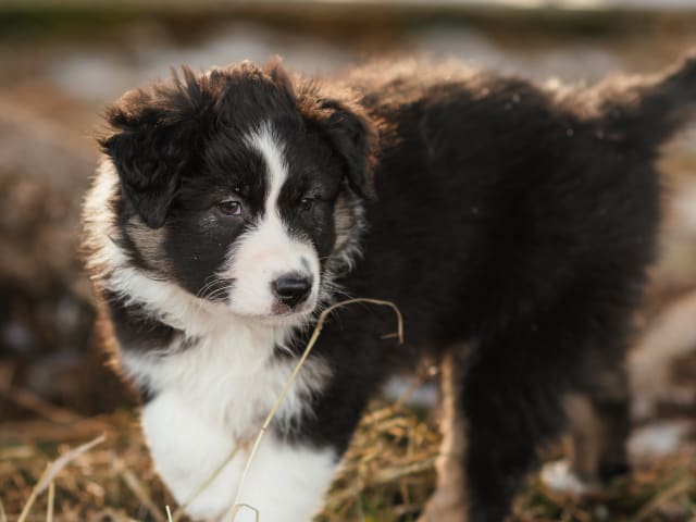 Australian Shepherd