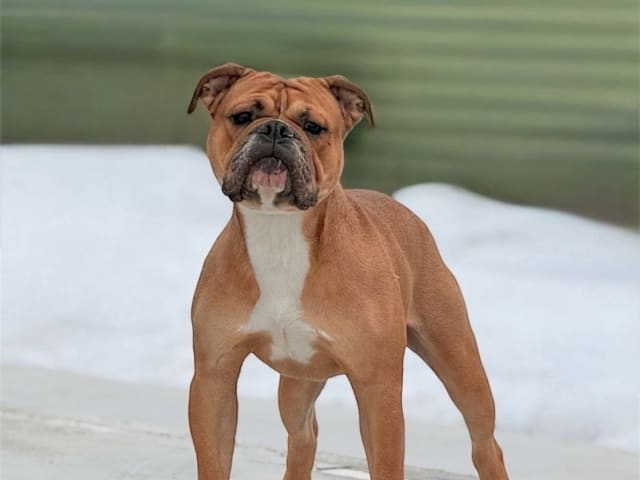 Continental Bulldog