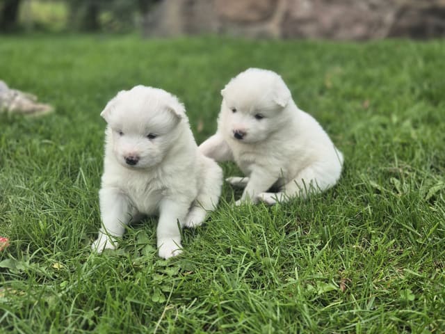 Samojedhund · Billesholm · Jessica O.