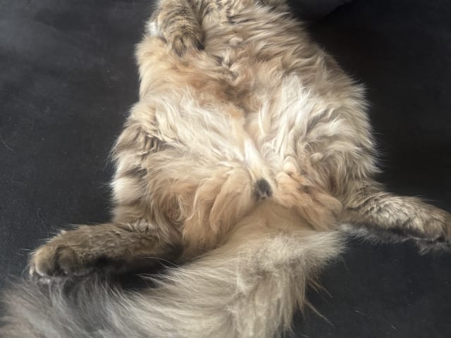 Sibirisk katt · Årsunda · William A.