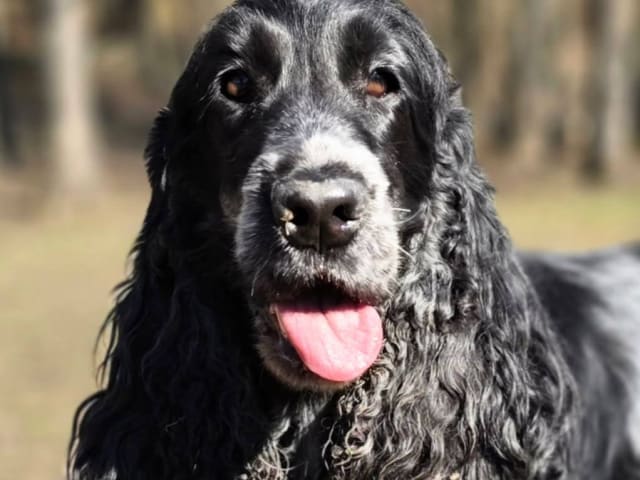 Cocker Spaniel · Färjestaden · Kari K.