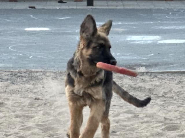 Schæferhund · Vittinge · Estridh S.