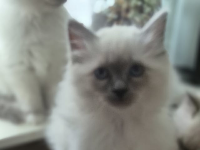 Birman