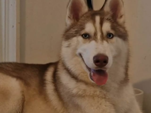 Siberian Husky · Rimbo · Christian B.
