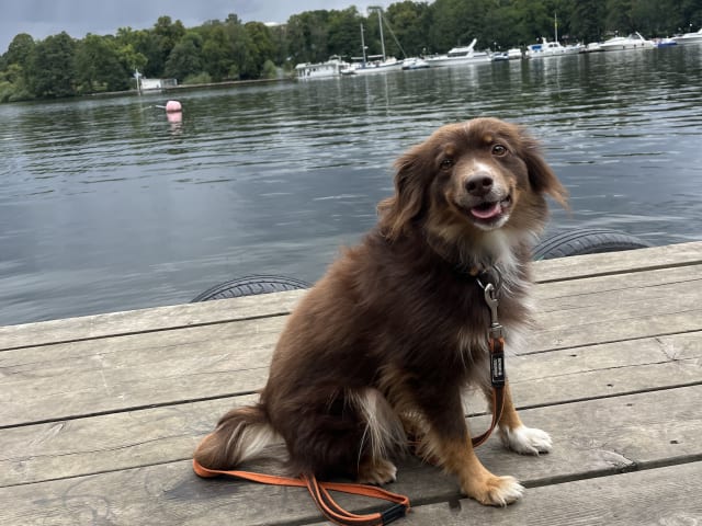 Miniature American Shepherd · Hägersten · Gabriel L.