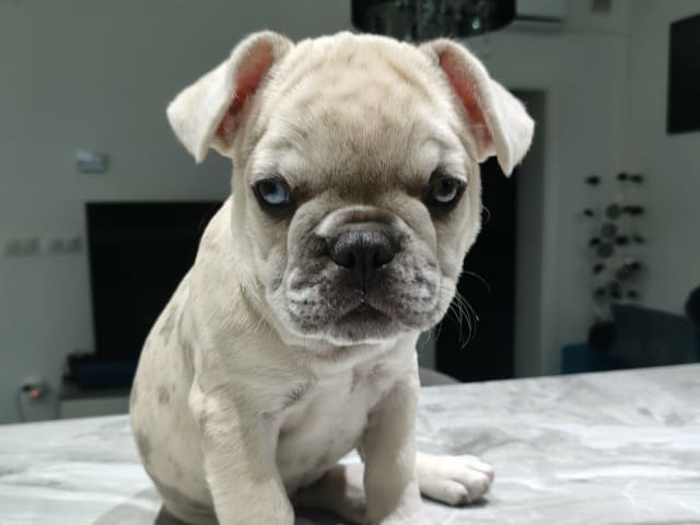 Fransk bulldogg · Lilla Edet · Suzana K.