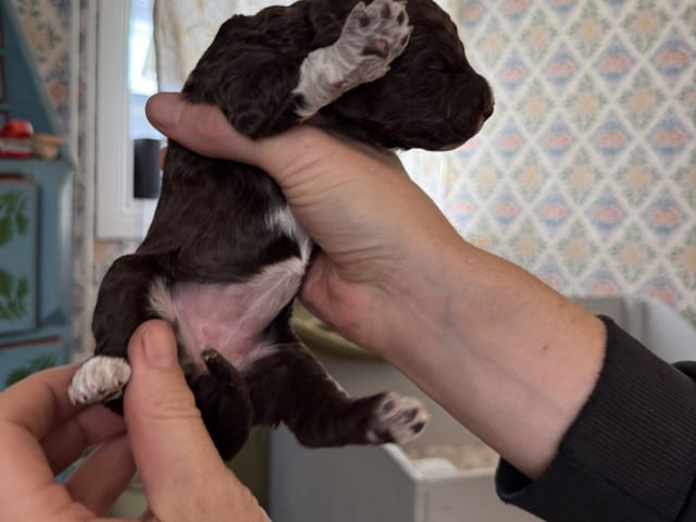 Lagotto romagnolo