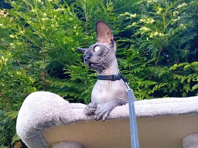 Sphynx