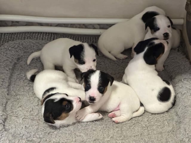 Jack Russell Terrier