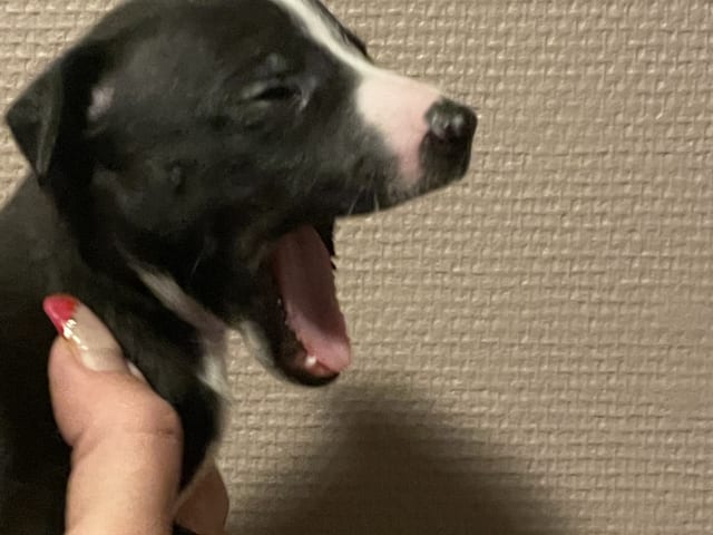 Whippet