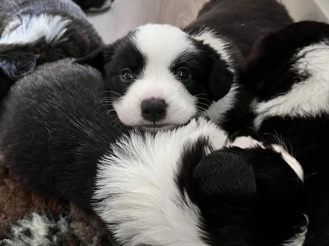 Welsh corgi cardigan · Melbu · AnKiAlvana