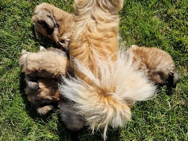 Tibetansk spaniel