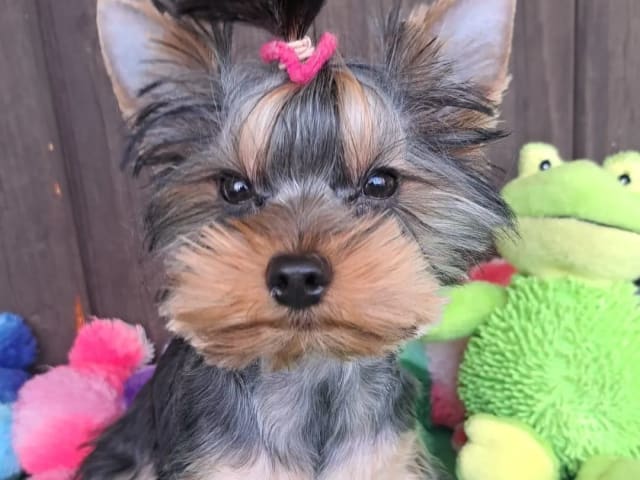 Yorkshire Terrier