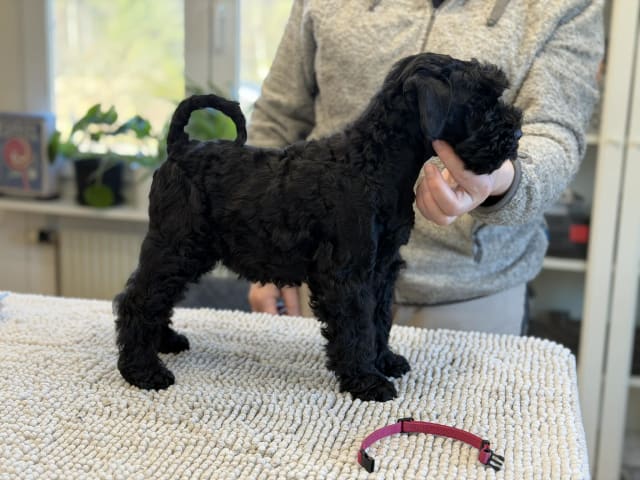 Kerry Blue Terrier